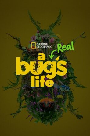 A Real Bug’s Life