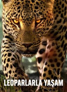 Leoparlarla Yaşam (2024) izle